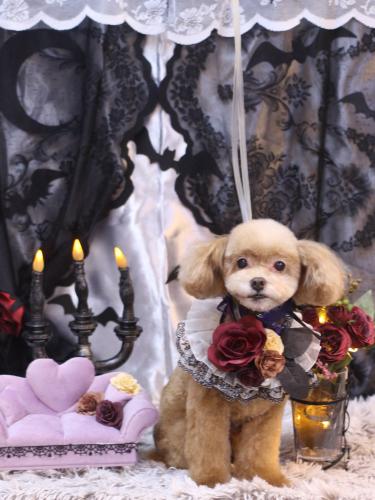 20231005モカくん